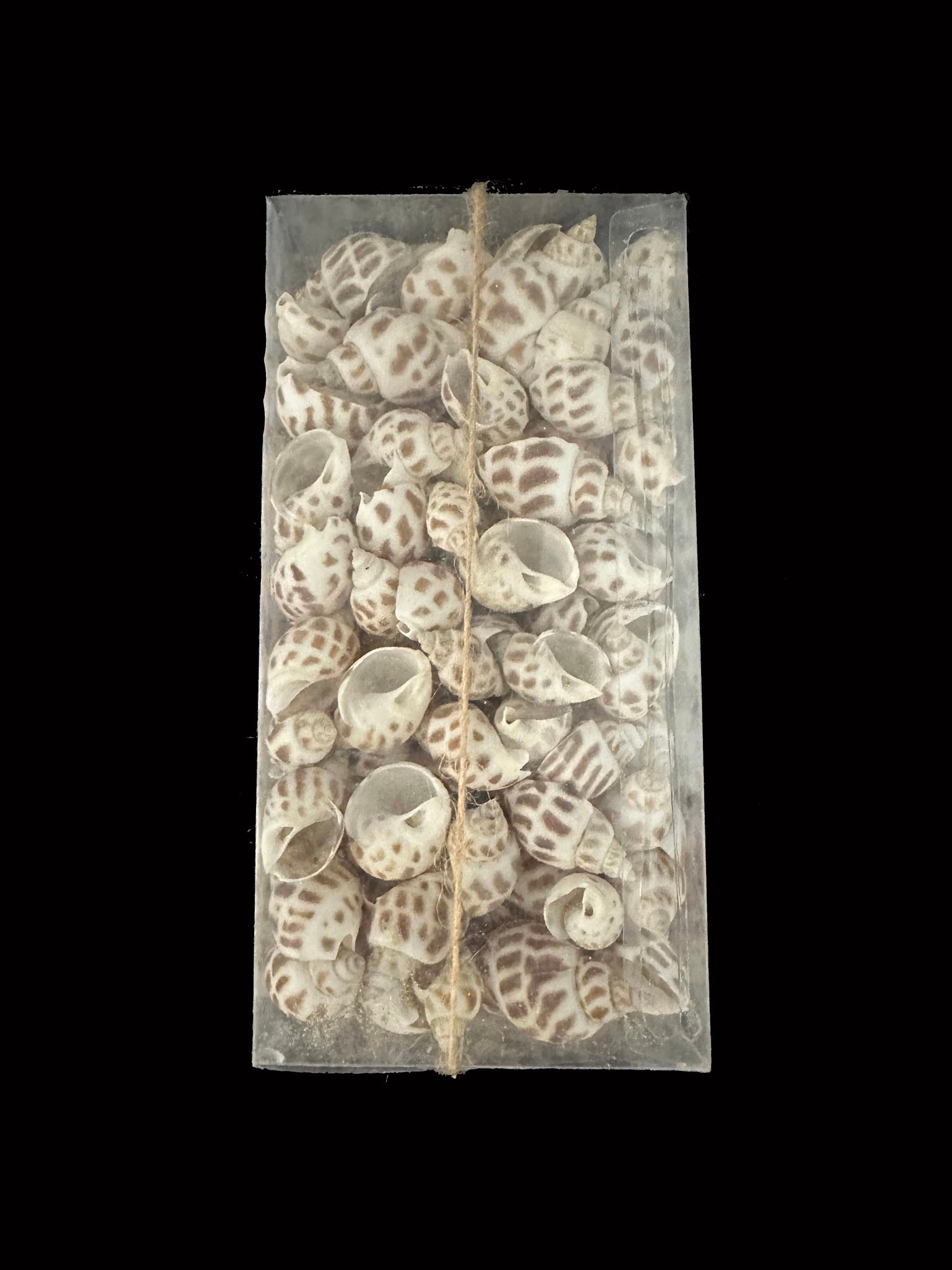 Shell Packon BABYLONIA DECORATIVE SHELL PACK - Darlene's Shells