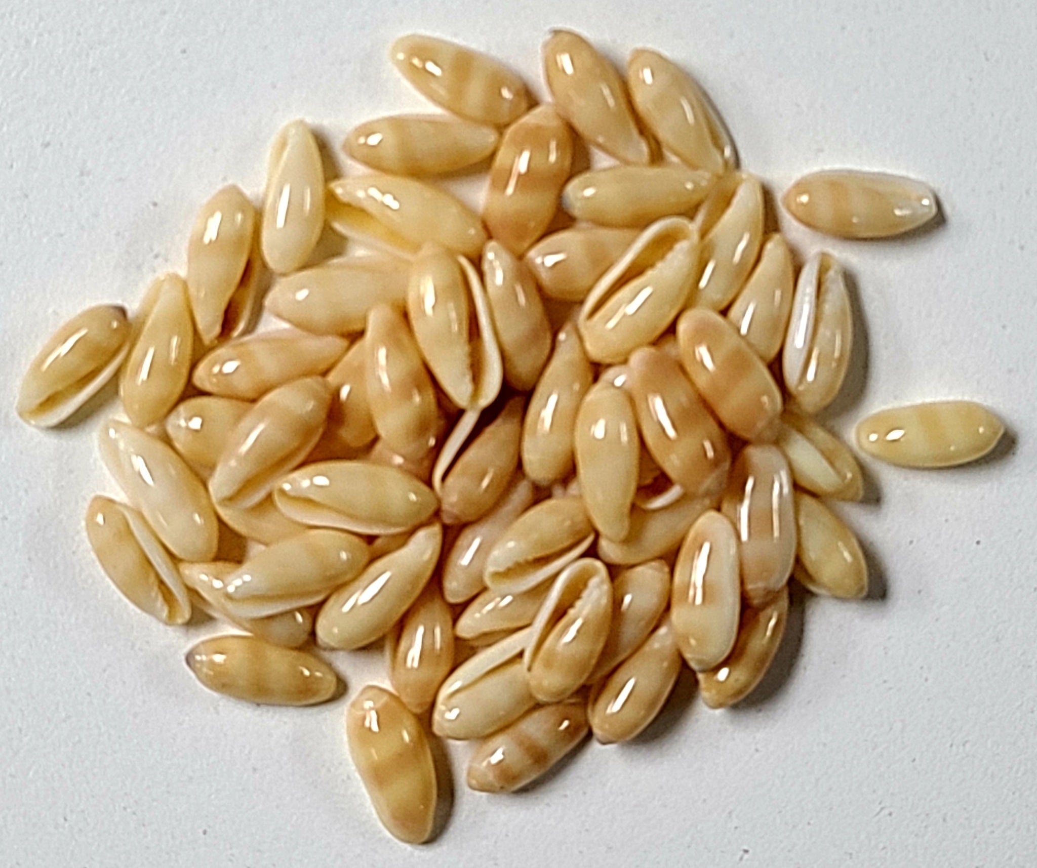 Tiniest Rice BROWN RICE TINY (1/8TH KILO) - Darlene's Shells