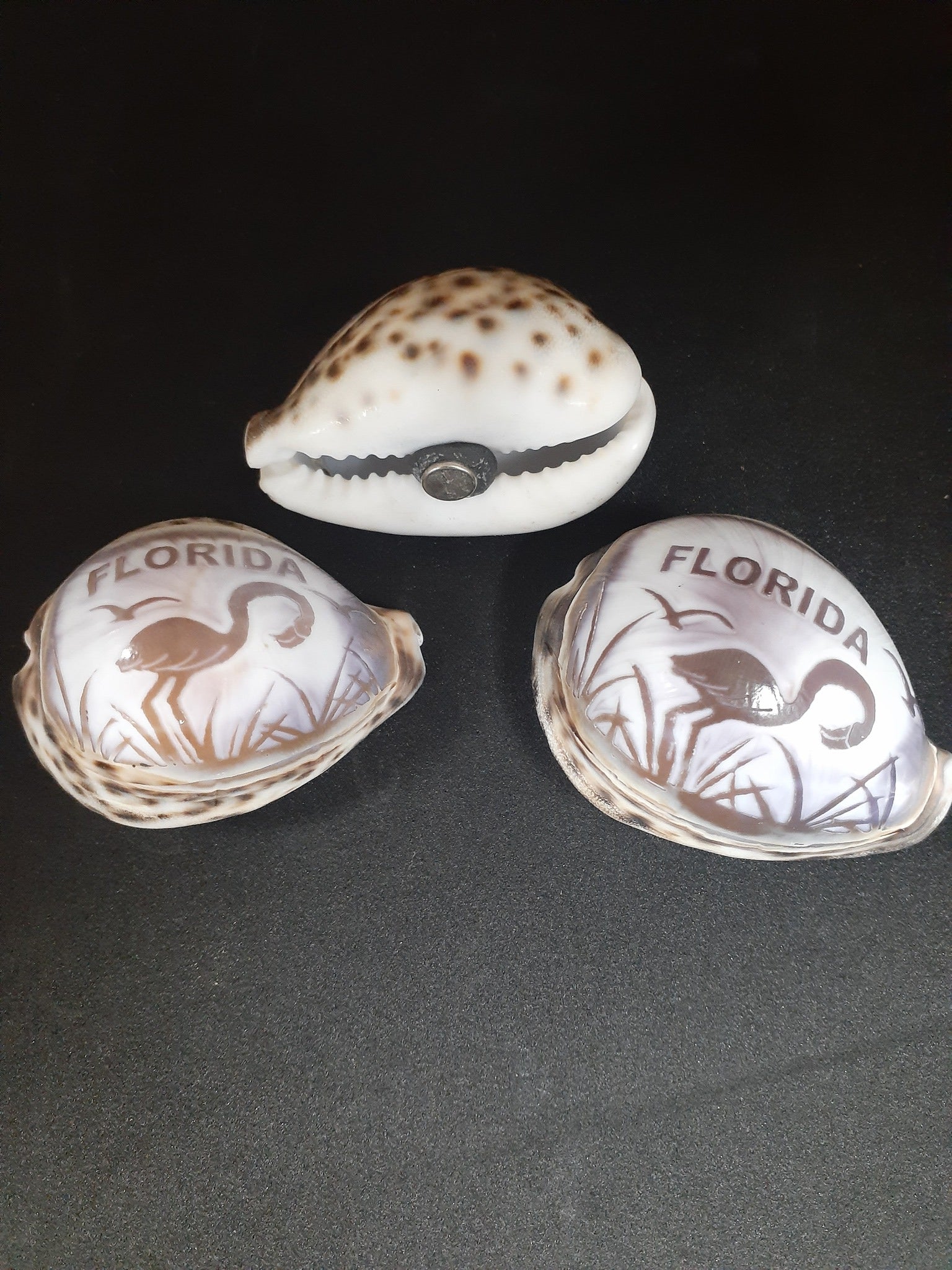 COWRIE MAGNET FLORIDA CARVED - Darlene's Shells