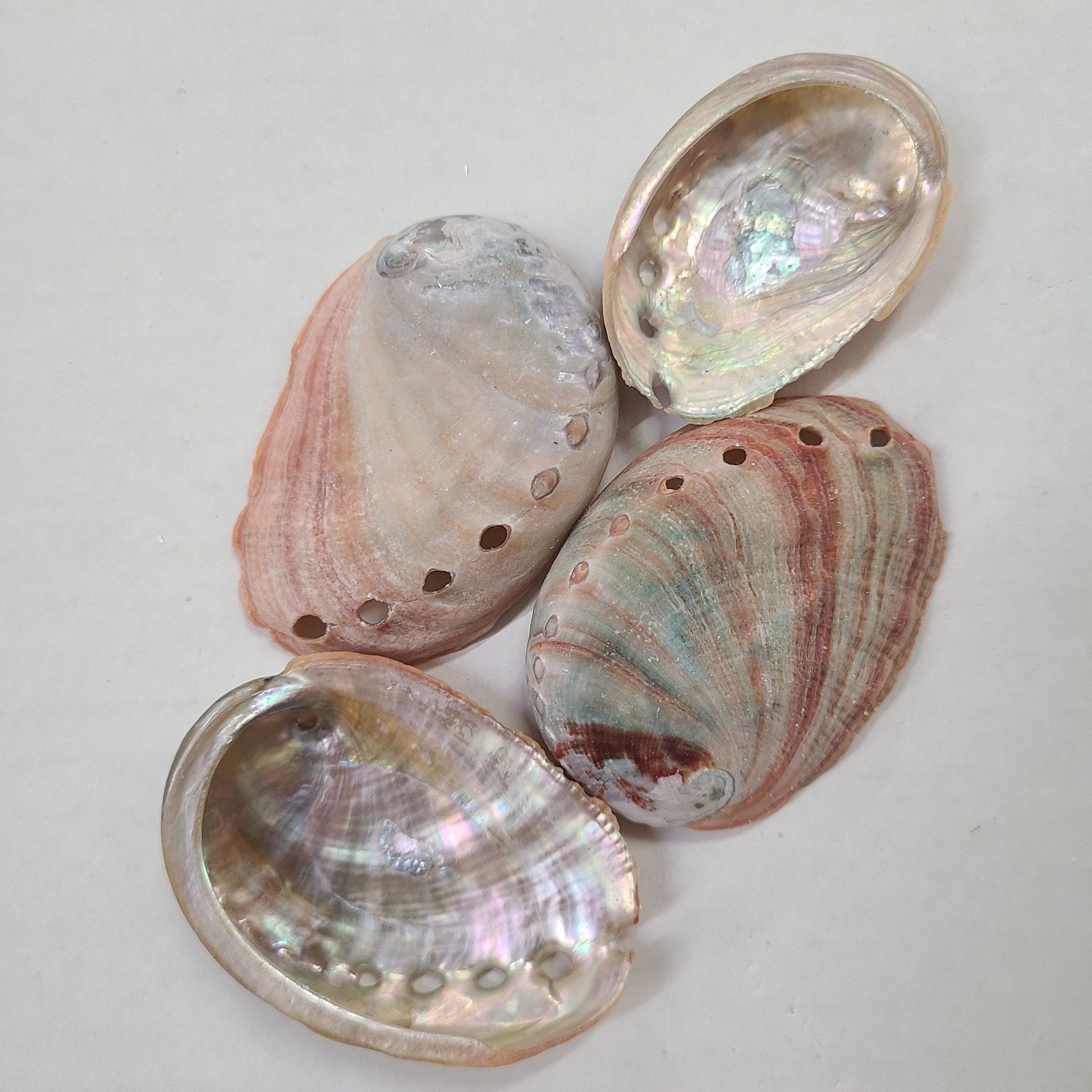 RED ABALONE 3-4″ - Darlene's Shells