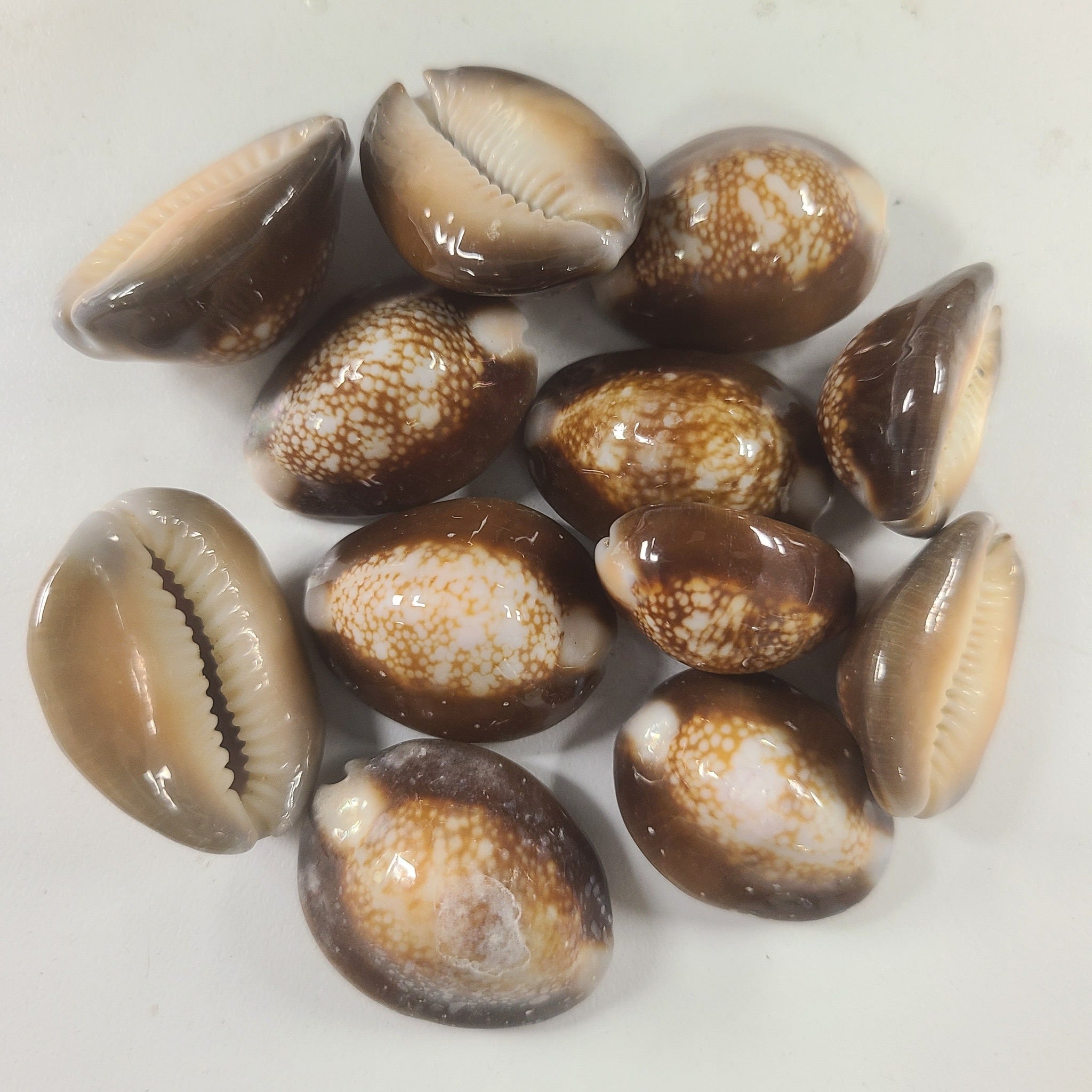 Cowley Shell SNAKEHEAD COWRIE 1.5″ - Darlene's Shells