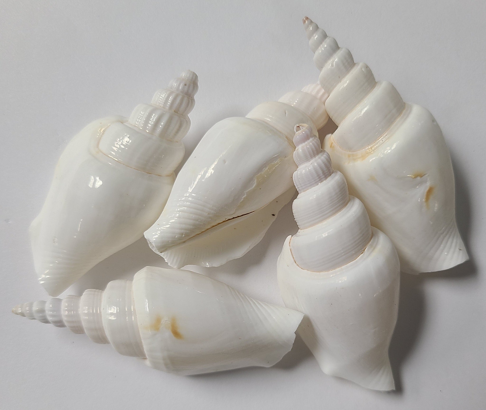 WHITE STROMBUS VITTATUS - Darlene's Shells