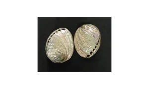Sea Shells - category-160515_lg