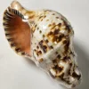 - ss3260horn_lg