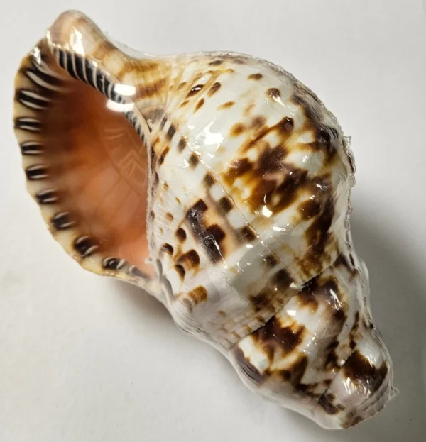 - ss3260horn_lg