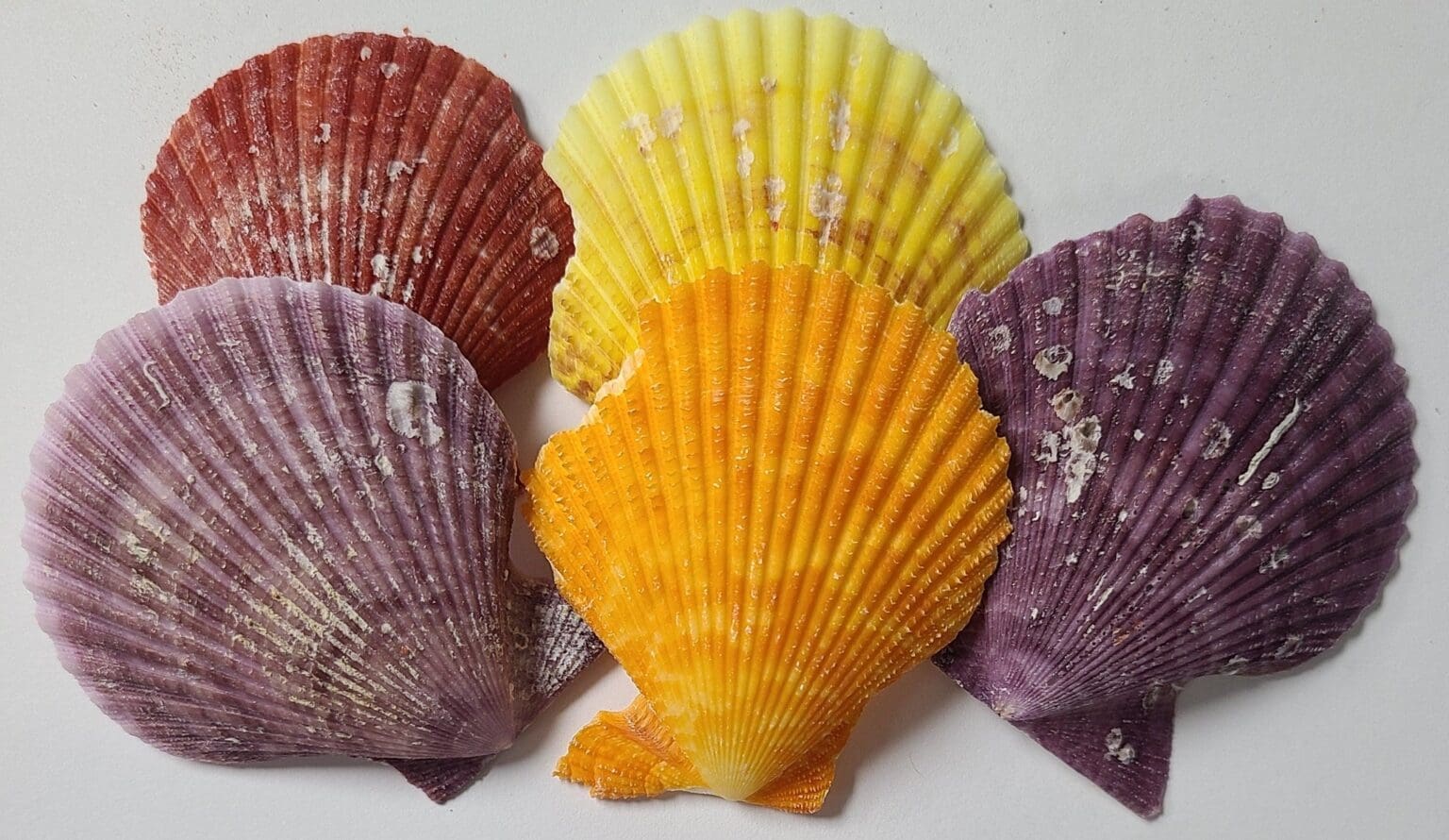 PECTEN NOBILIS - Darlene's Shells